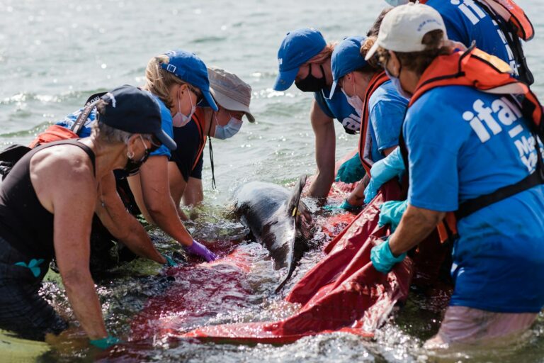 Volunteers work together to release a dolphin back into the ocean at Cape Cod, showcasing marine life rescue efforts.